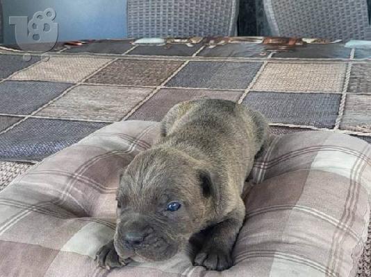 Cane Corso, κράτηση κουταβιών